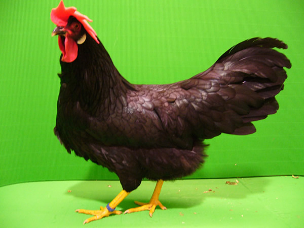 Italiener schwarz